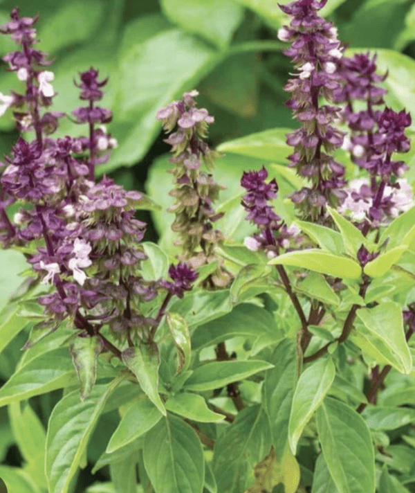 Basil - Anise Flavored (3.25" pot)